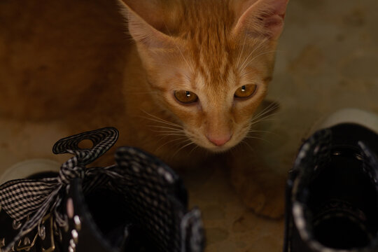 A beautiful little cat hiding behind some slippers