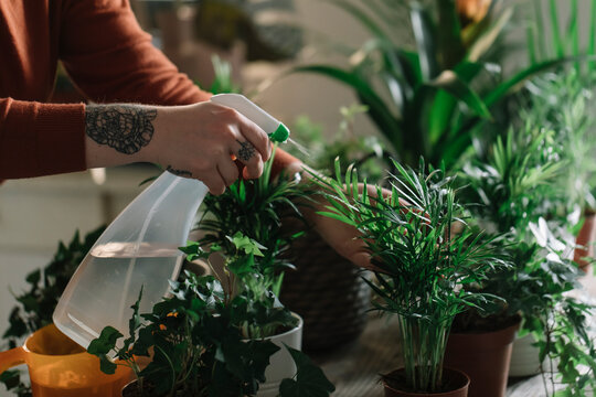 Anonymous Hands Watering House Plants With Spray Bottle