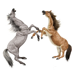 cheval, gris,  blanc, animal, isolé, combat, force, étalon, galop, course, courir, amoureux des chevaux, mammifère, arabe, chevalin, nature, silhouette, ferme, sauvage, crin, illustration, poney, beau