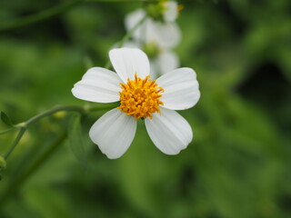 Fototapeta premium closeup white blooming daisy flowers in green garden