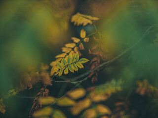 Detailaufnahme vom Blatt im Herbst