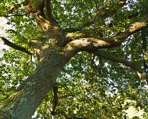 Fototapeta na wymiar oak tree trunk and branches