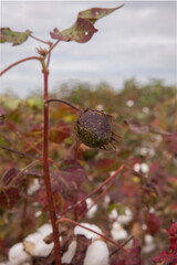 Cultivo de algodón