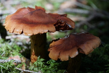 Mushrooms with copy space colour photo.