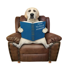 A dog is sitting on a brown leather chair and reading a open blue book called how to rule humans....