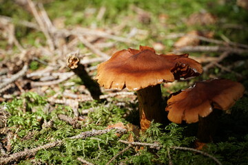 Mushrooms with copy space colour photo.
