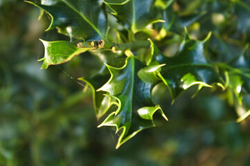 closeup of holly leaves