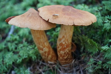 Mushrooms with copy space colour photo.