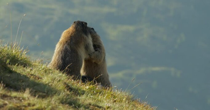 Alpine marmots arguing