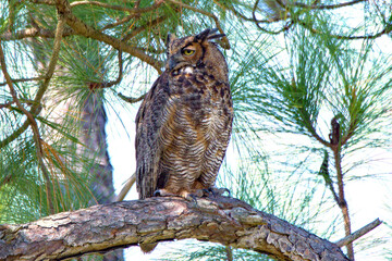 great horned owl in pine tree