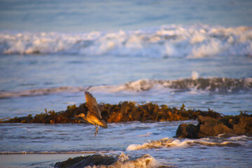 a breathtaking shot of a seagull in flight at the beach near the ocean at sunset at El Matador...