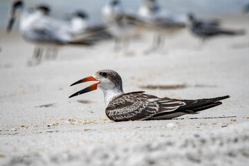 young black skimmer