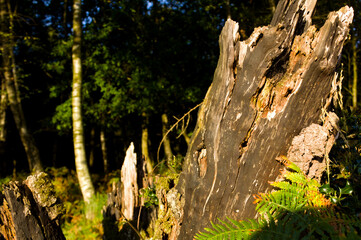 rotting tree stump in the forest