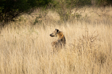 Fototapeta na wymiar Hyena Hunting in South Africa