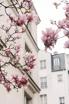 Magnolia blooms in Paris