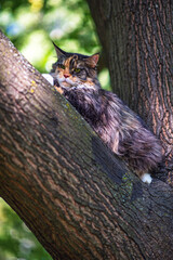 A domestic Maine Coon cat sits on a tree in a summer park.