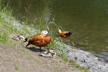 orange duck with ducklings outdoor in summer
