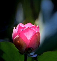 Photo of a beautiful pink Lotus in the park