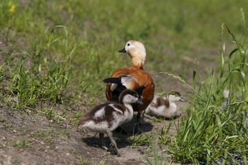 orange duck with ducklings outdoor in summer