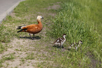 orange duck with ducklings outdoor in summer