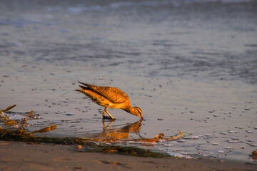 a bird digging up food in the wet sand at the beach at sunset at El Matador beach in Malibu...