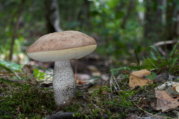 Edible mushroom Leccinum duriusculum in the birch forest under aspen. Known as Slate Bolete. Bolete...