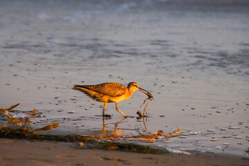 a bird digging up food in the wet sand at the beach at sunset at El Matador beach in Malibu...