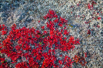 mosses and lichens of tundra, out of focus, blurry,