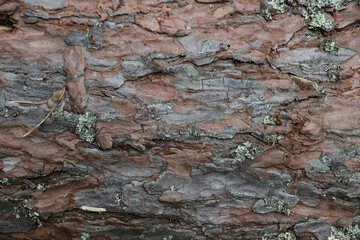 old pine tree bark texture