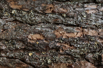 old pine tree bark texture