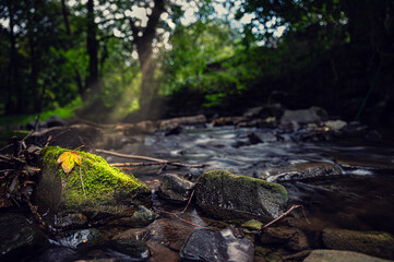 Sonnenstrahlen scheinen auf eine Blatt im Bach