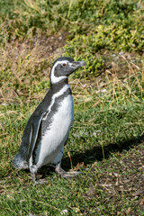Immature Magellanic Penguin (Spheniscus magellanicus) at colony, Land of Fire (Tierra del Fuego), Argentina