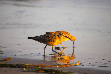 a bird digging up food in the wet sand at the beach at sunset at El Matador beach in Malibu...