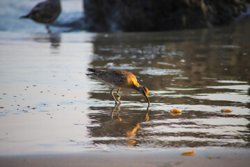 a bird digging for food in the sand at the beach at El Matador beach in Malibu California