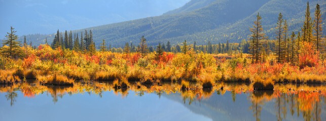 Panoramic view autumn bushes and trees at Vermilion lakes in Alberta, Canada
