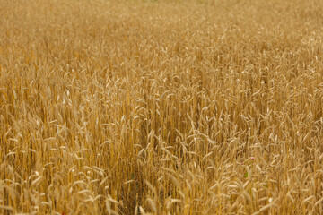 background of golden agricultural field