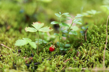 strawberries in the forest close up