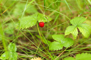 strawberries in the forest close up