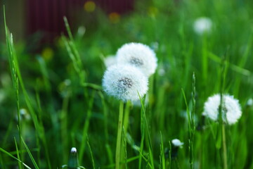 dandelion on green grass background