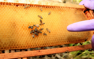 eunapolis, bahia / brazil - may 8, 2009: bees are seen in an apiary hive in the city of Eunapolis,...
