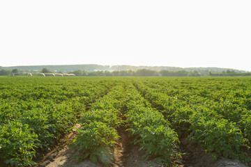 Fototapeta na wymiar potato field on a sunny day