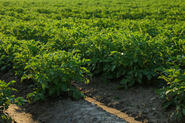 potato field on a sunny day