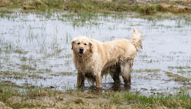 Golden Retriever in Mud Puddle