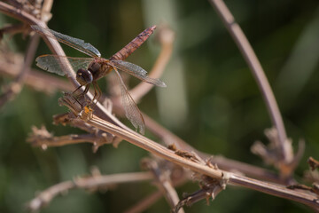brown dragonfly