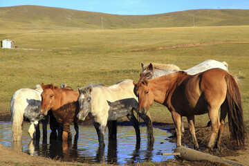 Mongolian Horse