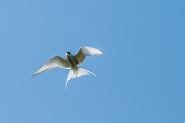 Arctic Tern (Sterna paradisaea) in Barents Sea coastal area, Russia