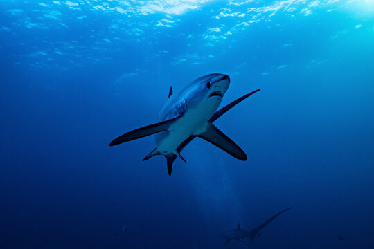 Thresher shark moving