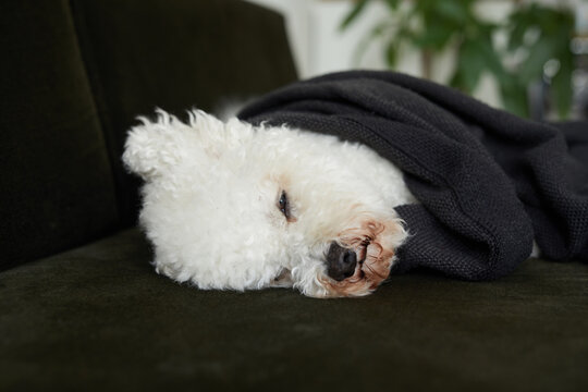 Bichon at home.