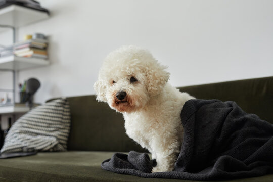 Bichon at home.