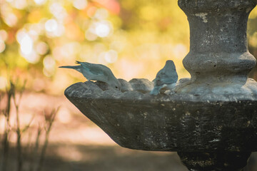 Bird on a fountain #19